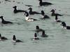 Common goldeneyes, Surf scoters