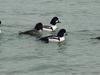 Common goldeneyes