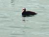 Surf Scoter