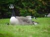 Canada goose