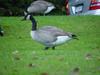 Canada goose