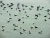 Flock of common goldeneyes and surf scoters