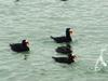 Surf scoters