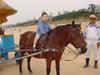 Domestic horse