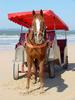 Domestic horse