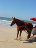 Domestic horse