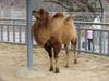 Bactrian Camel