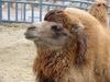 Bactrian Camel