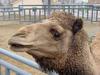 Dromedary camel