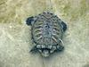 Red-eared Pond Slider