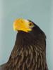 Steller's sea eagle