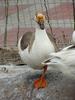 중국거위 Anser cygnoides (Chinese Goose)