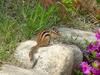 다람쥐 Tamias sibiricus asiaticus (Korean Chipmunk)