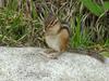 다람쥐 Tamias sibiricus asiaticus (Korean Chipmunk)