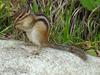 다람쥐 Tamias sibiricus asiaticus (Korean Chipmunk)