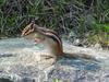 다람쥐 Tamias sibiricus asiaticus (Korean Chipmunk)