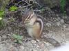 다람쥐 Tamias sibiricus asiaticus (Korean Chipmunk)