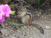 다람쥐 Tamias sibiricus asiaticus (Korean Chipmunk)