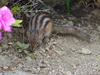 다람쥐 Tamias sibiricus asiaticus (Korean Chipmunk)