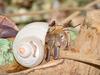 Land Hermit Crabs