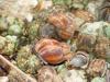 Land Hermit Crabs