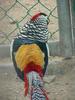 Lady Amherst's Pheasant - Chrysolophus amherstiae