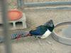 Lady Amherst's Pheasant - Chrysolophus amherstiae