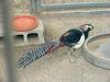 Lady Amherst's Pheasant - Chrysolophus amherstiae