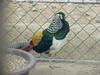 Lady Amherst's Pheasant - Chrysolophus amherstiae