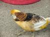 Yellow Golden Pheasant