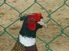 Ring-necked Pheasant, Phasianus colchicus