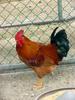 Domestic fowl (Rooster)