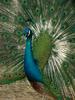 Indian Peacock - Blue peafowl (Pavo cristatus) - 인도공작(印度孔雀)