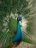 Indian Peacock - Blue peafowl (Pavo cristatus) - 인도공작(印度孔雀)