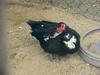 Muscovy Duck