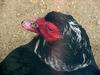 Muscovy Duck