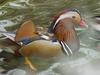 Mandarin Duck