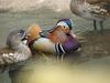 Mandarin Ducks