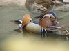 Mandarin Ducks