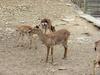 대륙사슴 Cervus nippon mantchuricus (Manchurian Sika Deer)