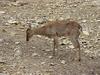 대륙사슴 Cervus nippon mantchuricus (Manchurian Sika Deer)