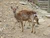 대륙사슴 Cervus nippon mantchuricus (Manchurian Sika Deer)