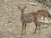 대륙사슴 Cervus nippon mantchuricus (Manchurian Sika Deer)