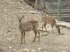 대륙사슴 Cervus nippon mantchuricus (Manchurian Sika Deer)