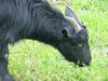 Black goat