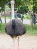 Ostrich