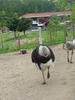 Ostriches