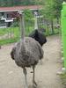 Ostriches