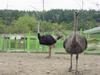 Ostriches