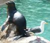 California Sea Lion and Seagull